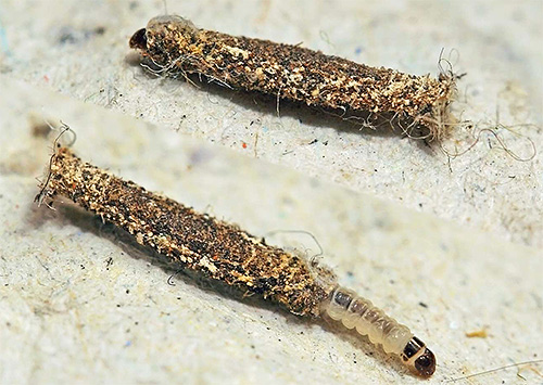Photo d'une larve de la teigne du manteau de fourrure
