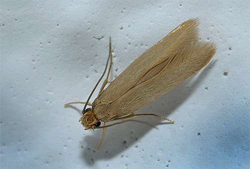 Si vous ne prenez pas de mesures opportunes pour éliminer la mite, cela peut gâcher beaucoup de choses et de produits.