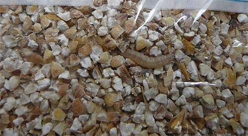 Et de telles céréales avec des larves de mites devront très probablement être jetées