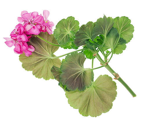 Les feuilles de géranium fraîchement parfumées repoussent bien les mites