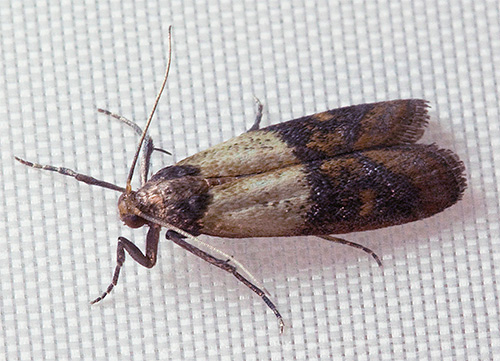 Que faire si une mite est apparue dans la cuisine ?