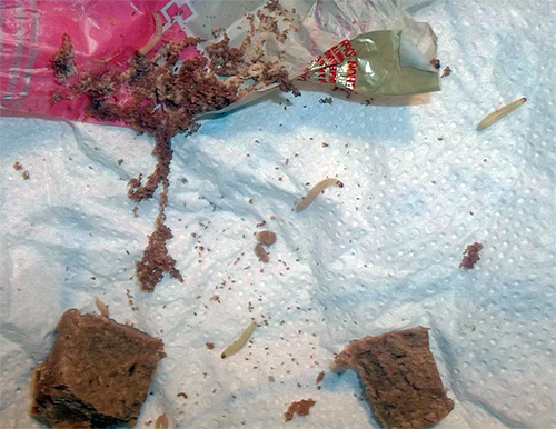 L'habitat préféré des larves de mites est la nourriture sèche