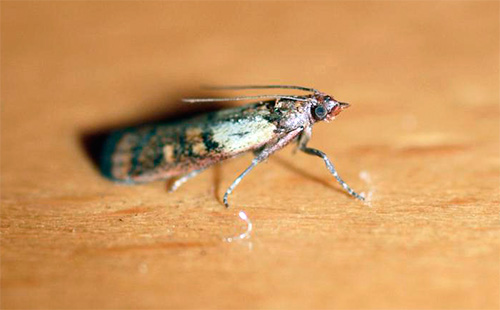 Après la destruction des larves de mites, il est impératif d'enlever tous les papillons de la cuisine