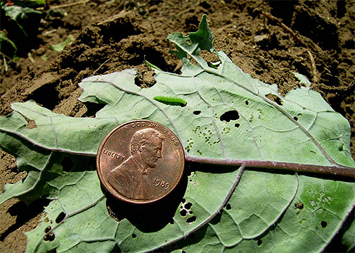 Feuille de chou endommagée et chenille dessus