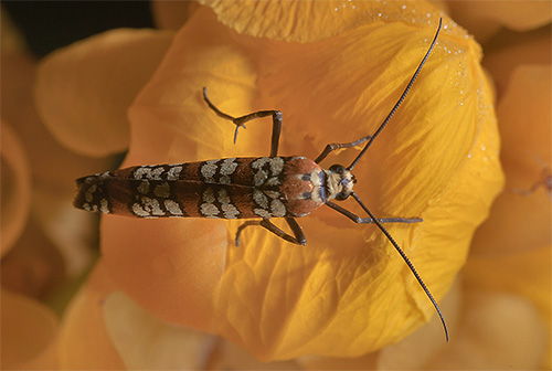 Représentant des hermines - papillon ailanthus