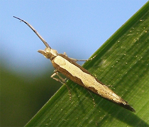 La couleur de la teigne du chou elle-même est discrète