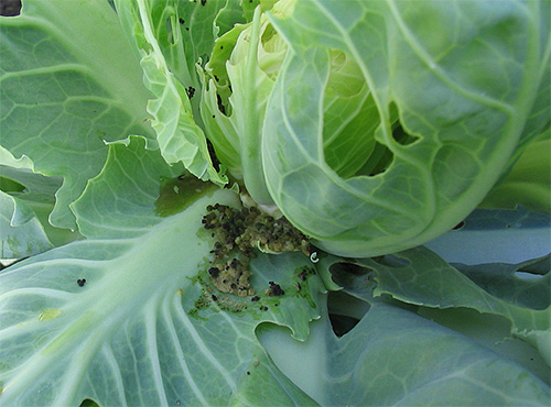 Traces de l'activité vitale du ravageur sur la plante endommagée