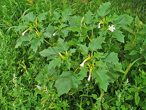 L'herbe Datura appartient à la morelle et peut également attirer les mites de la pomme de terre.