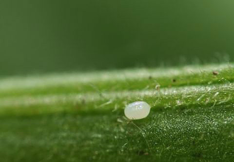 Les œufs de la teigne de la pomme de terre sont très petits
