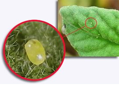 La femelle pond ses œufs en petits groupes