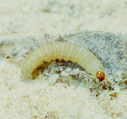 Chenille de papillon du dernier âge