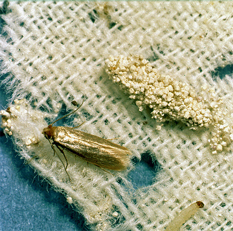 Larve et papillon de mite de vêtements