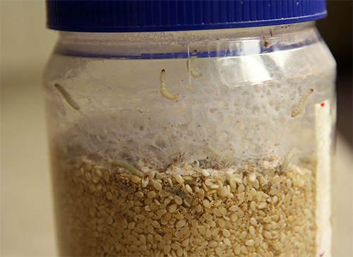 Larves de mites alimentaires dans les gruaux