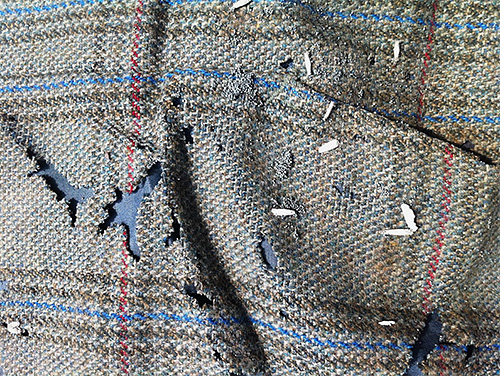 Chaque larve de papillon est un nouveau trou dans votre pull ou votre manteau préféré.