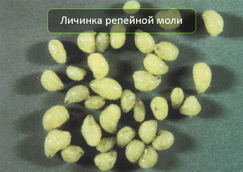 Les larves de la teigne de la bardane sont souvent utilisées par les pêcheurs