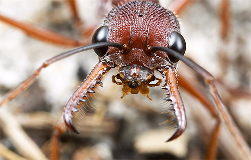 Les fourmis bouledogues ont des mâchoires puissantes.