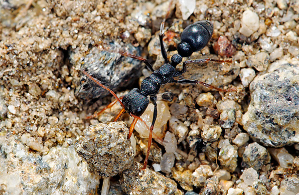 Ces insectes ont non seulement de fortes mâchoires, mais aussi un puissant dard.