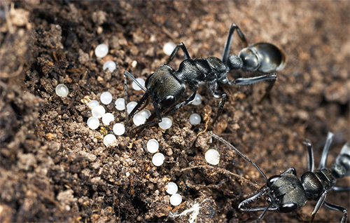 Les fourmis mangent des œufs trophiques en cas de manque de nourriture.