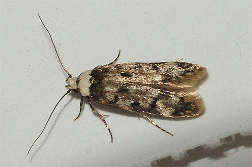 Le papillon de nuit n'est pas l'invité le plus agréable de l'appartement, alors découvrons d'où il vient