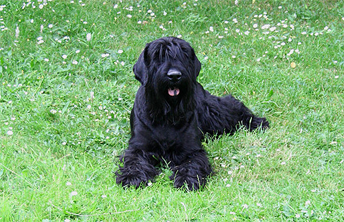 Parfois, le papillon choisit un chemin non standard vers l'appartement - sur la fourrure d'un animal de compagnie