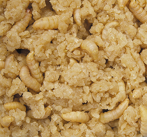 Les larves de la teigne des abeilles mangent activement du perga et de la cire