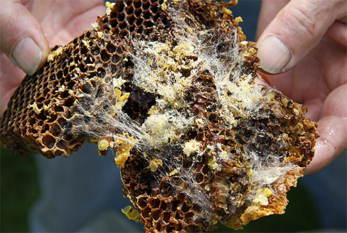 Les larves émergeant des œufs enveloppent les nids d'abeilles d'une couche dense de leur soie.