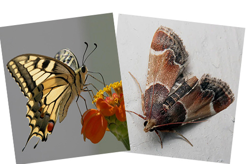 Moth est aussi un papillon, mais c'est pourquoi il n'a pas de trompe