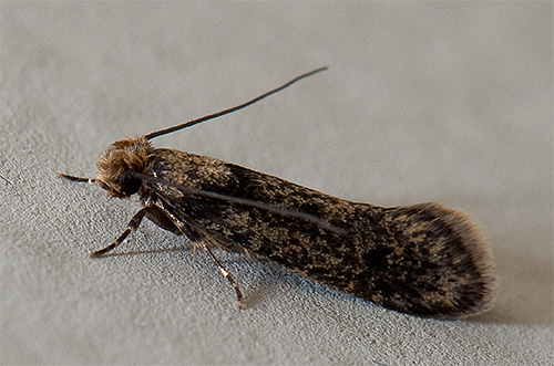 Photo de papillon de nuit