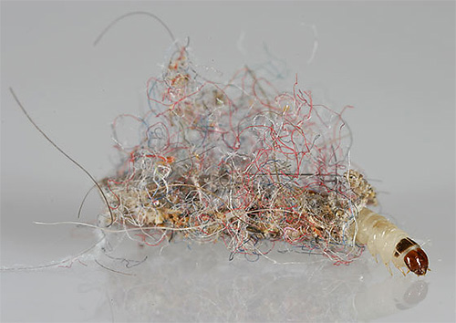 Sur la photo - une chenille de papillon et sa couverture