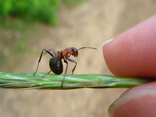 Les fourmis forestières rouges sont assez grandes