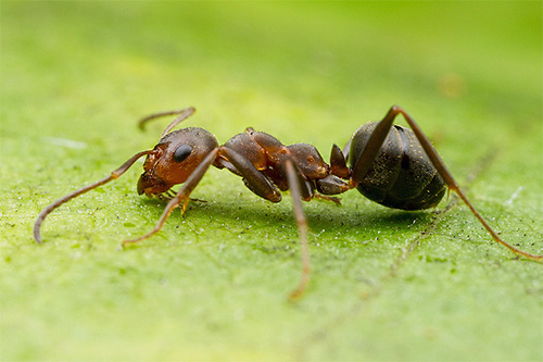 La fourmi forestière n'a qu'une poitrine et un bas de tête rougeâtres, mais son abdomen est presque noir