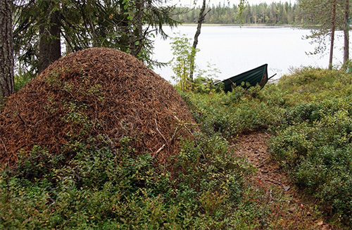 Les fourmilières des fourmis forestières sont assez hautes