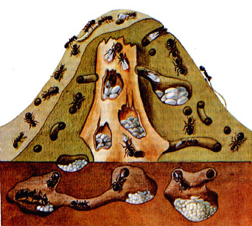 Chaque fourmi dans la fourmilière remplit clairement sa fonction assignée.