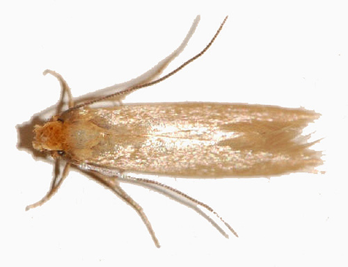 Vous devez choisir judicieusement un remède contre les mites, car chacun d'eux est le plus efficace contre un type spécifique de ce ravageur.