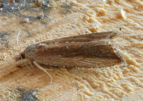 Les aérosols sont particulièrement bien adaptés pour lutter contre les mites des vêtements.