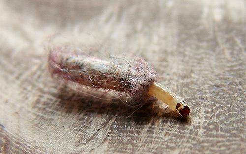 Les sections ne se débarrasseront pas des larves de mites ici et maintenant, mais sont efficaces à long terme