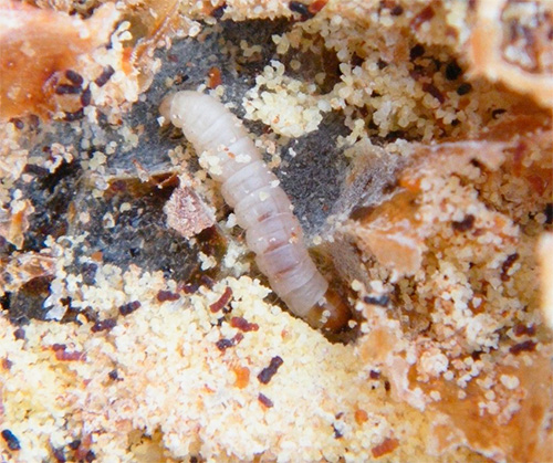 Lors de la lutte contre les mites alimentaires, il faut d'abord détruire ses larves.