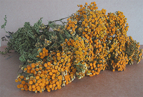 L'odeur de tanaisie peut effrayer non seulement les mites, mais aussi d'autres insectes