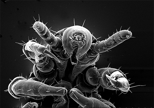 Les poux ont tout ce dont ils ont besoin pour percer la peau et boire du sang humain.