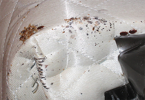 Pour détruire les punaises de lit, il est impératif de traiter les armatures d'un canapé ou d'un lit avec une solution de Zifoks