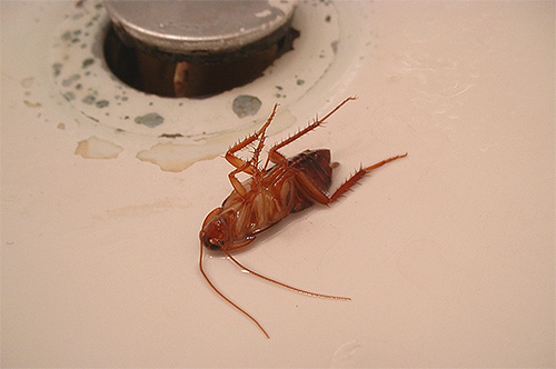 Le médicament Cyfox est efficace non seulement contre les punaises de lit, mais aussi contre les cafards