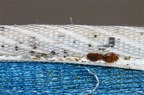 Lors de la destruction des punaises de lit, ce sont les matelas qui doivent être traités avec de la poussière en premier lieu.