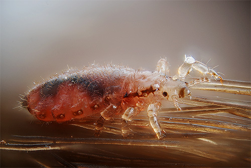 Parlons de la période d'incubation des poux de tête