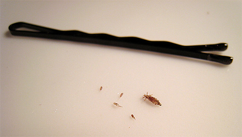 Sur la photo - un pou de tête adulte et des lentes