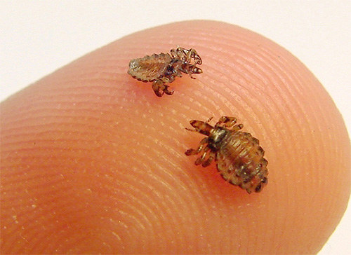 La période d'incubation pour le développement des lentes chez les poux de corps est de 5 à 8 jours