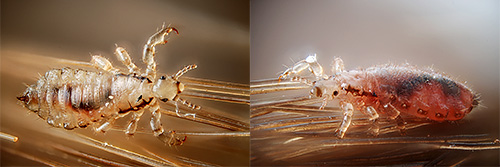 Les poux sont un phénomène très désagréable. Il n'est pas étonnant que tant de signes et de mythes leur soient associés. Quoi exactement, nous le découvrirons plus loin ...