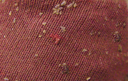 Ce n'est pas pour rien que les panneaux folkloriques conseillent de ne pas mettre de chapeaux sur une table commune - il peut vraiment y avoir du linge ou des poux sur le chapeau