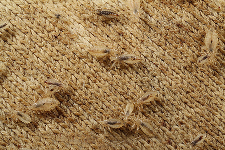 Certains signes relient l'apparition des poux au mauvais temps à venir.