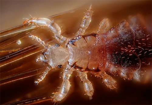 Voyons ce qu'un rêve avec des poux peut laisser présager ...