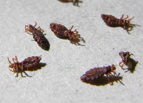 Tuer des poux dans un rêve est un symbole de la belle vie à venir